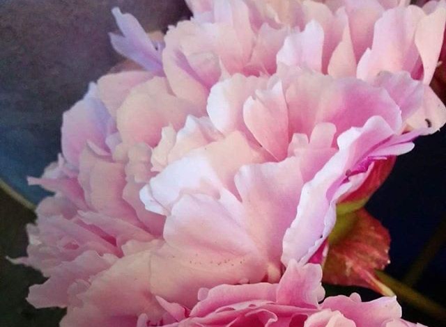 Rosa pion