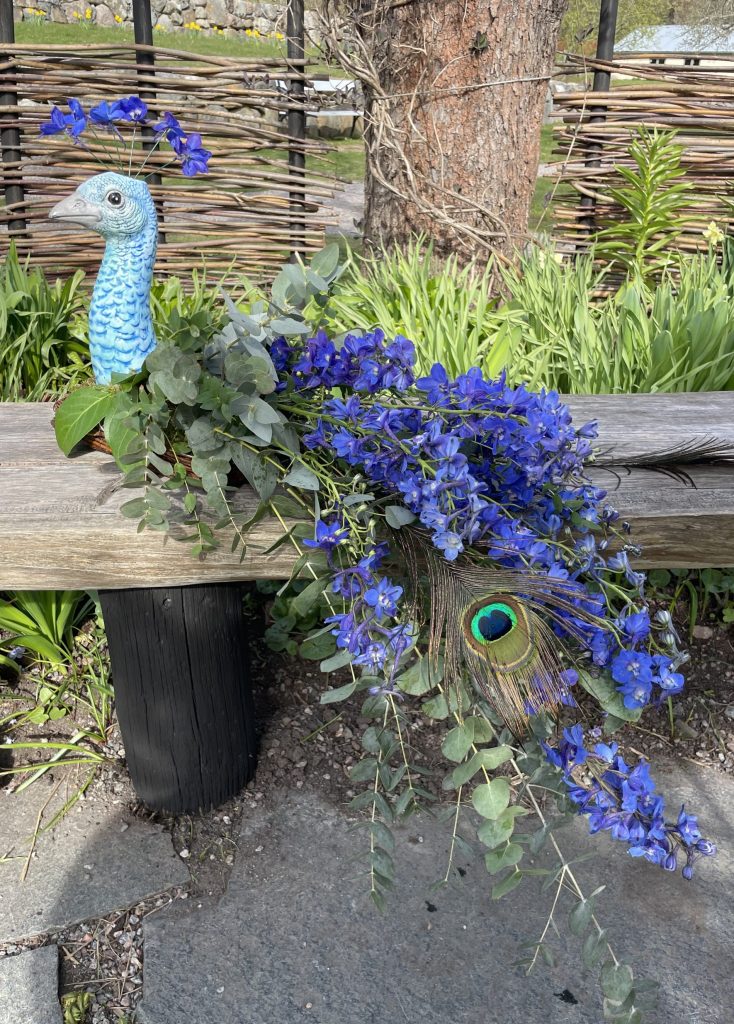 Påfågel